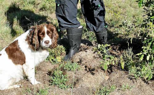 Tony Southgate with his trusty dog Cosmo inspects a potential truffle site. Tony Southgate with his trusty dog Cosmo inspects a potential truffle site.